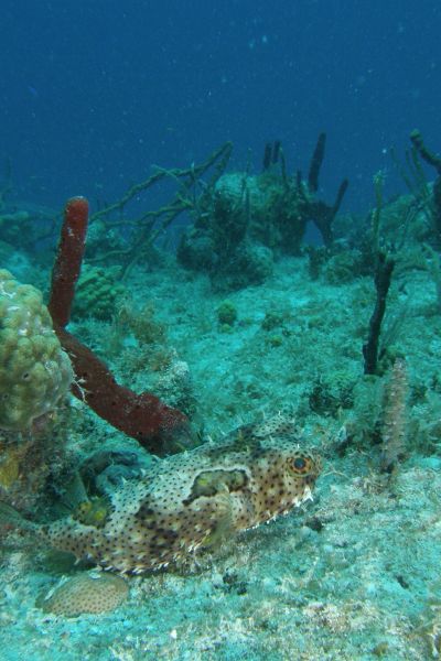 Diodon tachete Bridled burrfish Chilomycterus antennatus
